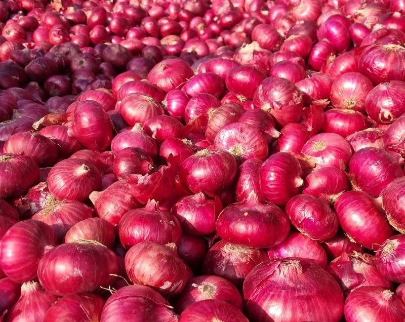 Fresh Red Onion
